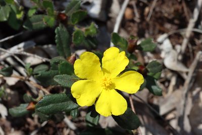 Hibbertia ovata, photographed by T. Hammer