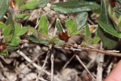 Hibbertia ovata, photographed by T. Hammer