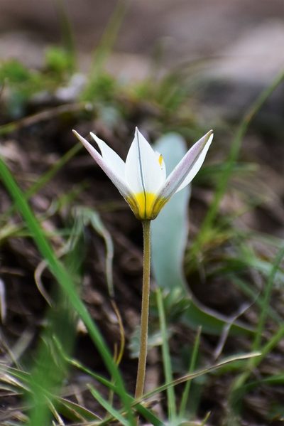Tulipa turkestanica, photographed by Kudaibergen Amirekul