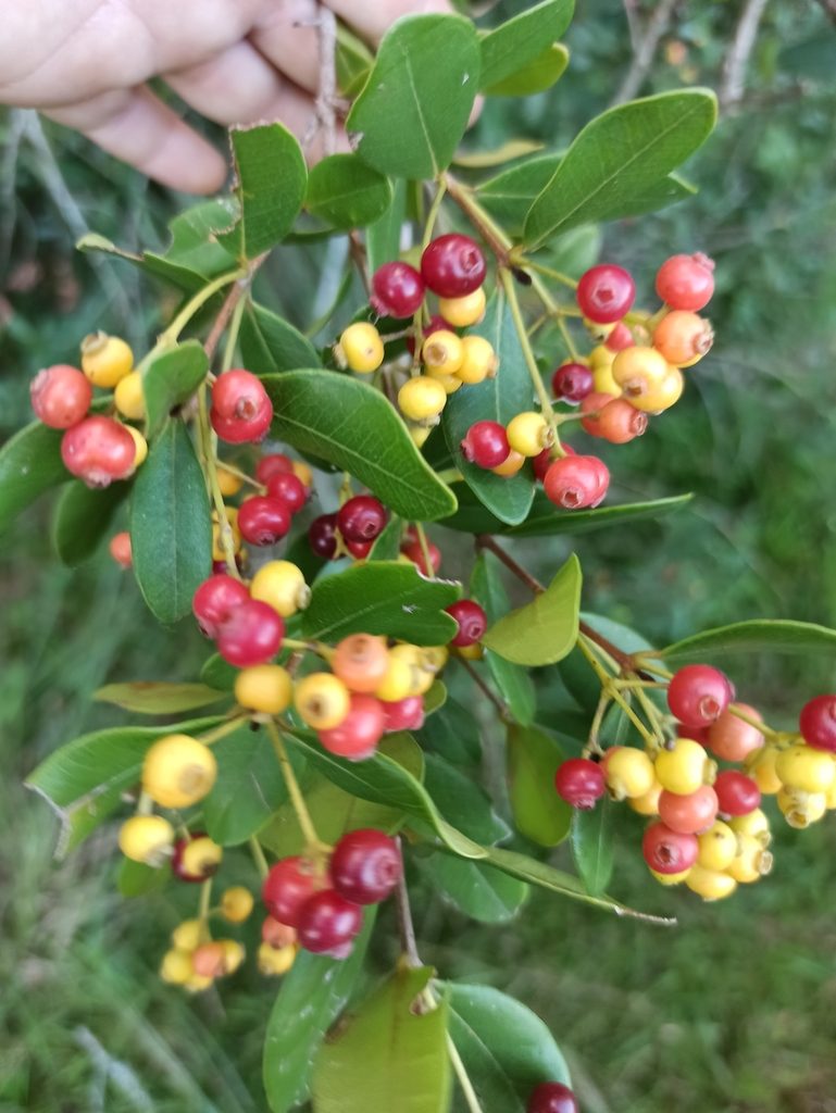 Myrcia palustris, photographed by Carol Fontes
