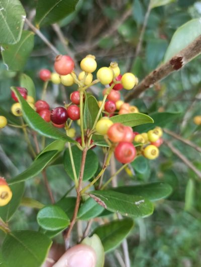 Myrcia palustris, photographed by Carol Fontes