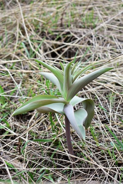 Fritillaria sewerzowii, photographed by Kudaibergen Amirekul