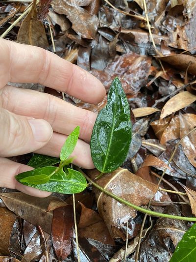 Leichhardtia fraseri, photographed by Greg Tasney