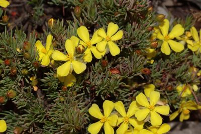Hibbertia hibbertioides, photographed by T. Hammer