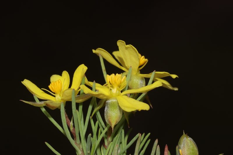 Hibbertia hibbertioides, photographed by T. Hammer