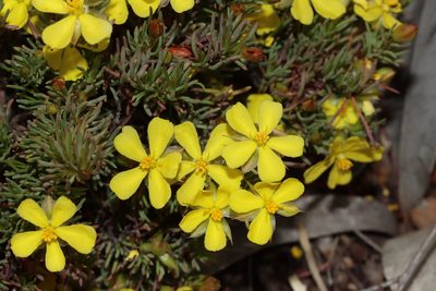 Hibbertia hibbertioides, photographed by T. Hammer