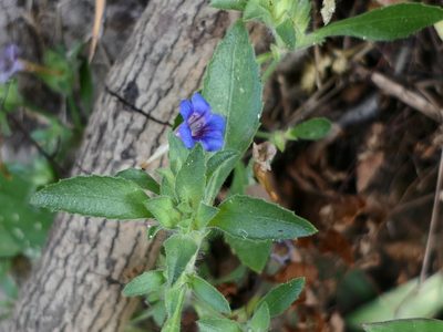 Strobilanthes pavala, photographed by Dinesh Valke