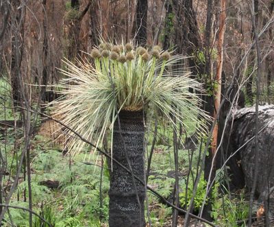 Kingia australis, photographed by Em Lamond