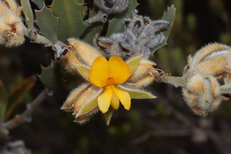 Jacksonia floribunda, photographed by T. Hammer