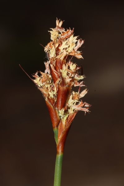 Lyginia imberbis, photographed by T. Hammer