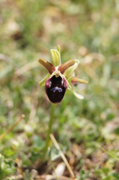 Ophrys flavicans, photographed by Terry Instone