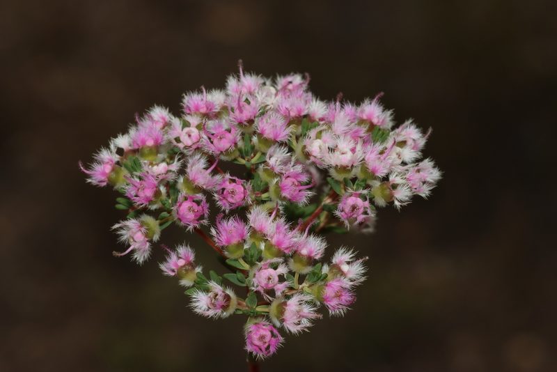 Verticordia densiflora, photographed by T. Hammer