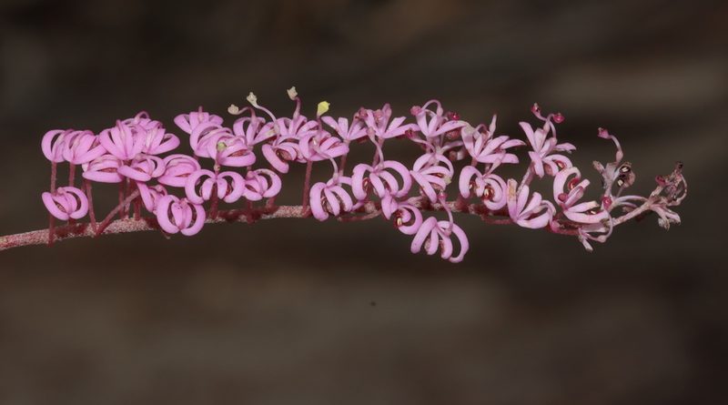 Grevillea leptobotrys, photographed by T. Hammer