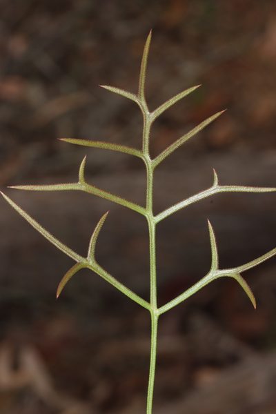 Grevillea leptobotrys, photographed by T. Hammer