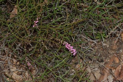 Grevillea leptobotrys, photographed by T. Hammer
