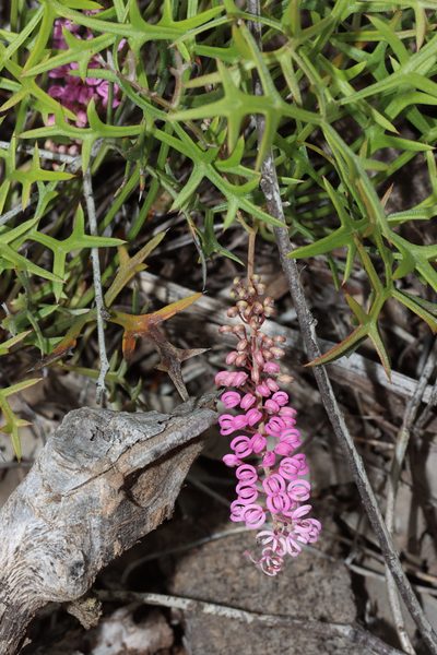 Grevillea leptobotrys, photographed by T. Hammer
