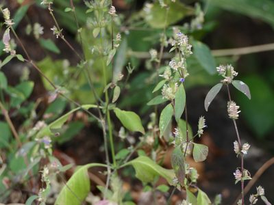 Rungia pectinata, photographed by Dinesh Valke