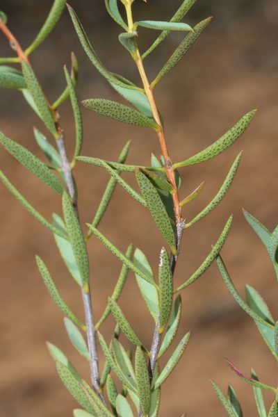 Melaleuca radula, photographed by T. Hammer