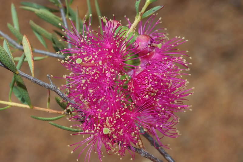 Melaleuca radula, photographed by T. Hammer
