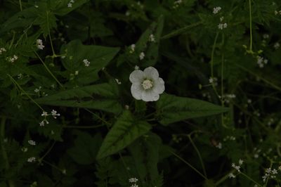 Anoda acerifolia, photographed by Eric Knight