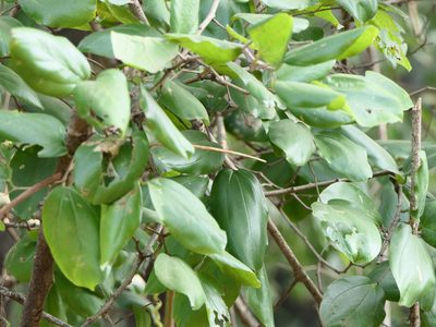 Ziziphus rugosa, photographed by Dinesh Valke