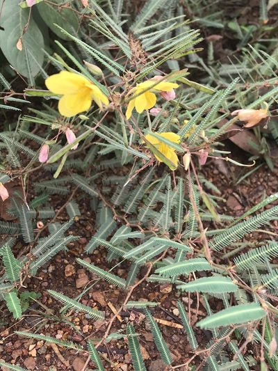 Chamaecrista flexuosa, photographed by Mario Barroso