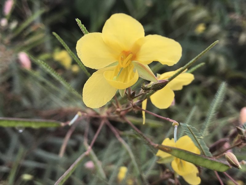 Chamaecrista flexuosa, photographed by Mario Barroso