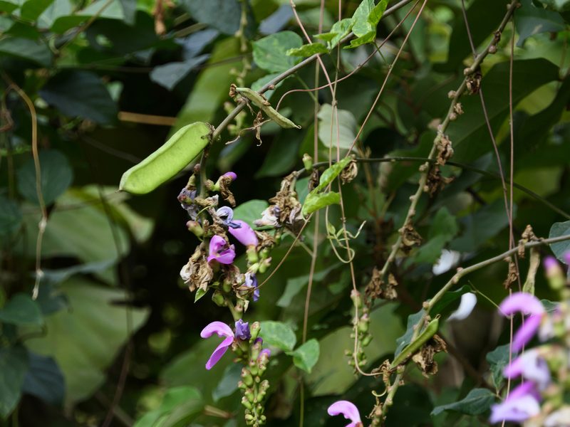 Canavalia gladiata, photographed by Dinesh Valke