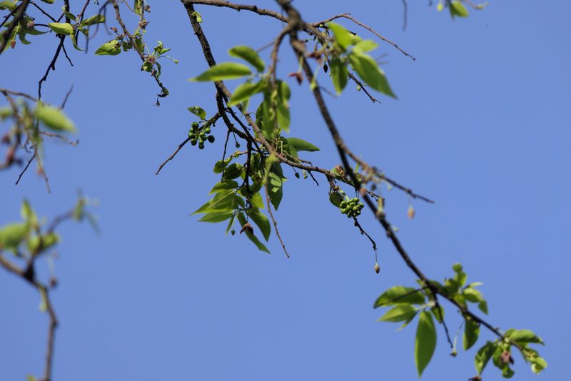 Miliusa tomentosa, photographed by Dinesh Valke