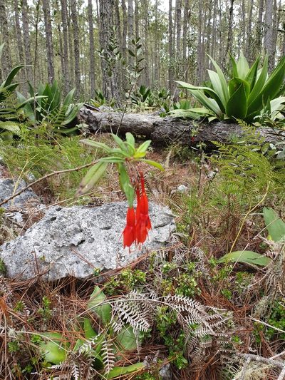 Fuchsia triphylla, photographed by Yolanda M. Leon