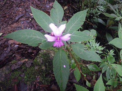 Impatiens kinabaluensis, photographed by Chris Yesson
