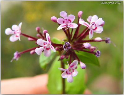 Valeriana graciliflora, photographed by Aissa Djamel Filali