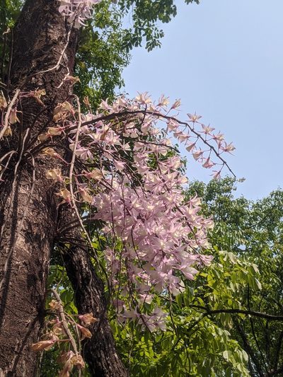 Dendrobium aphyllum, photographed by Soumya Patra