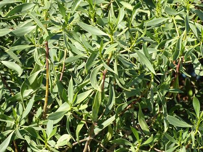Myoporum montanum, photographed by Shaun Swanepoel