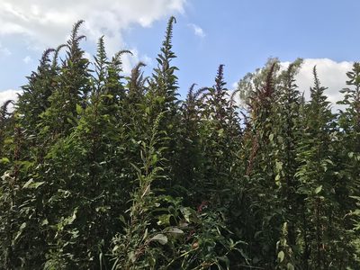 Amaranthus hybridus, photographed by o2k