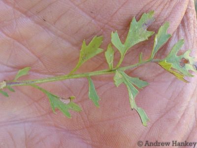 Cineraria parvifolia, photographed by Andrew Hankey