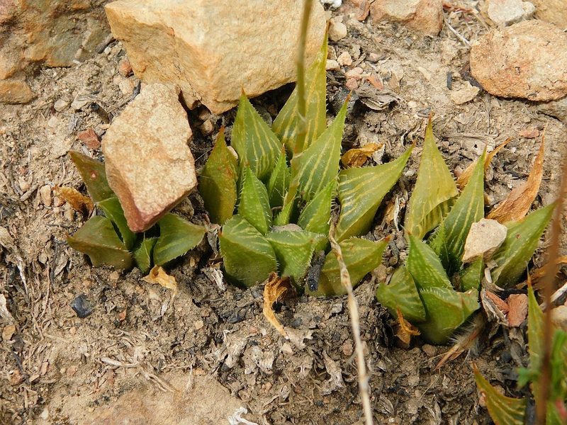 Haworthia mirabilis, photographed by Klaus Wehrlin