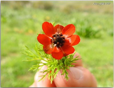 Adonis aestivalis, photographed by Aissa Djamel Filali