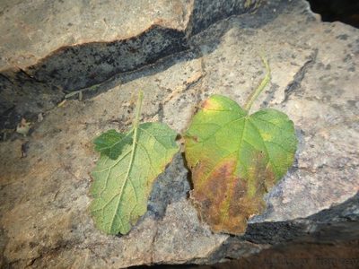 Hermannia floribunda, photographed by Andrew Hankey
