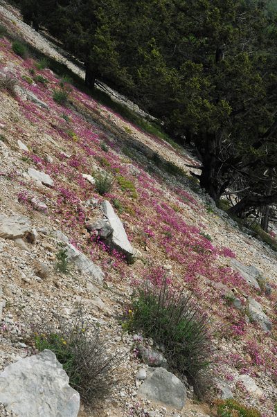 Saponaria calabrica, photographed by Todd Boland
