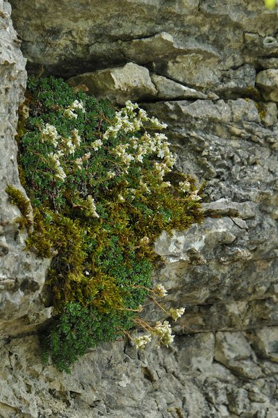Saxifraga marginata, photographed by Todd Boland