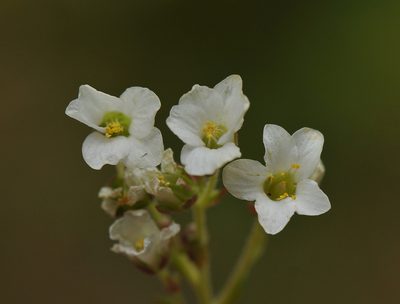 Saxifraga marginata, photographed by Todd Boland