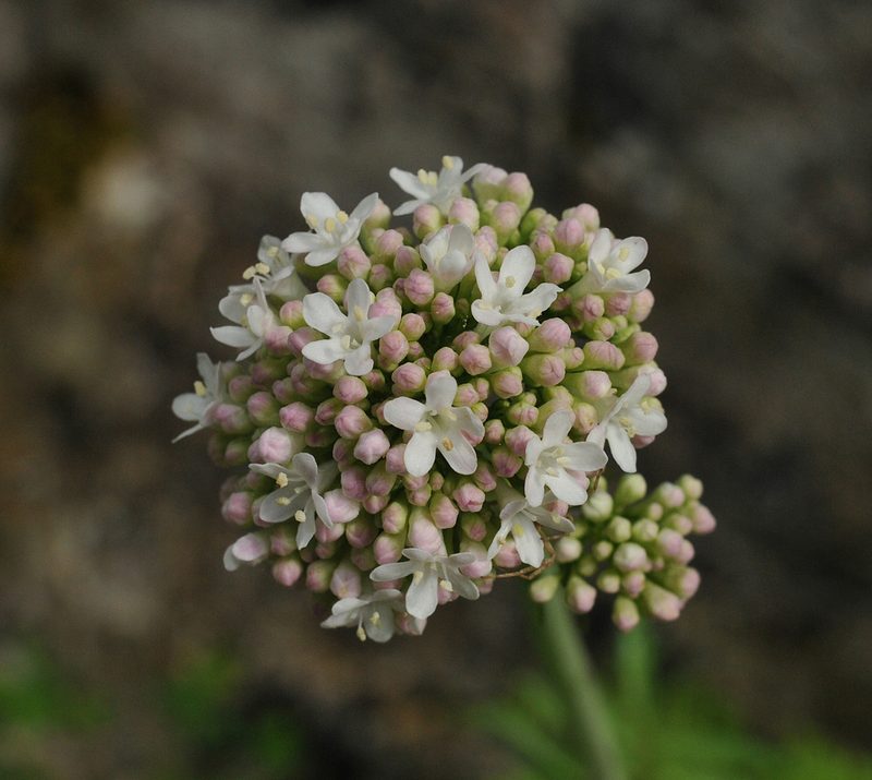Valeriana italica, photographed by Todd Boland