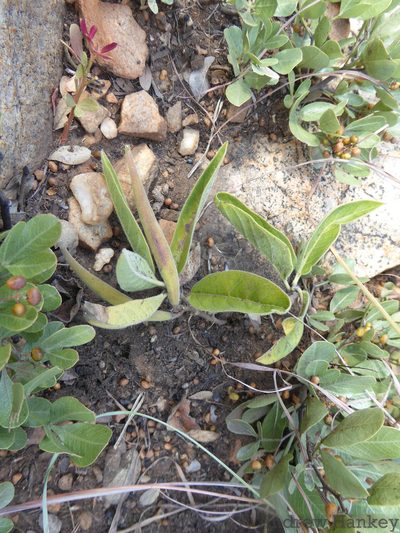 Raphionacme galpinii, photographed by Andrew Hankey