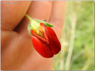 Lotus tetragonolobus, photographed by Aissa Djamel Filali