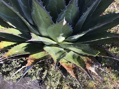 Agave montana, photographed by Claudio Cantú Muñiz
