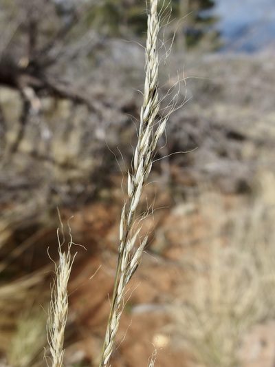 Muhlenbergia straminea, photographed by Sue Carnahan