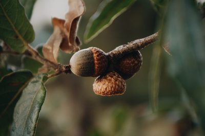 Quercus mexicana, photographed by Claudio Cantú Muñiz