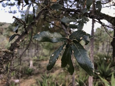 Quercus mexicana, photographed by Claudio Cantú Muñiz