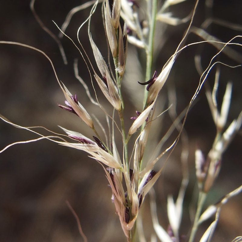 Muhlenbergia straminea, photographed by Sue Carnahan